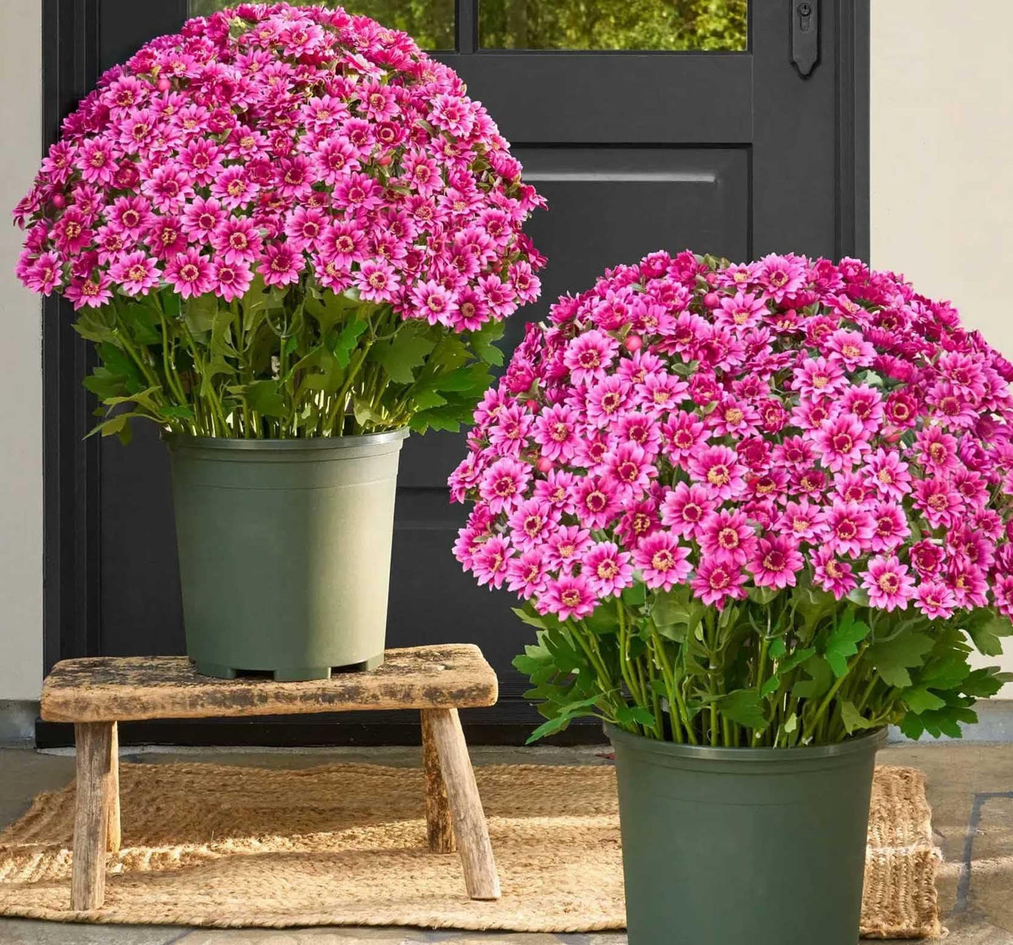 🏆 Flash Sale ⚡ Artificial Outdoor Sunset Mums Flowers 🌻- UV resistant, Waterproof, Windproof 💧