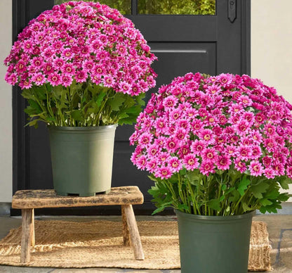 🏆 Flash Sale ⚡ Artificial Outdoor Sunset Mums Flowers 🌻- UV resistant, Waterproof, Windproof 💧